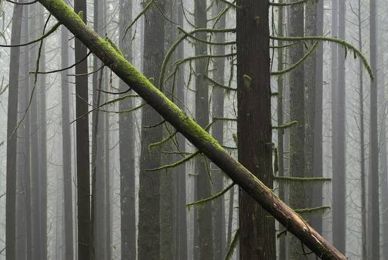 Forest_1