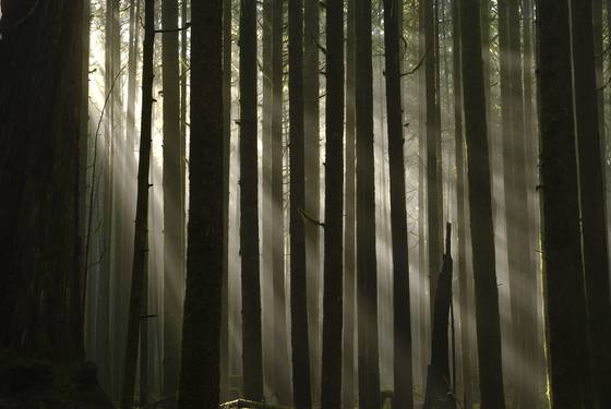 Forest_3