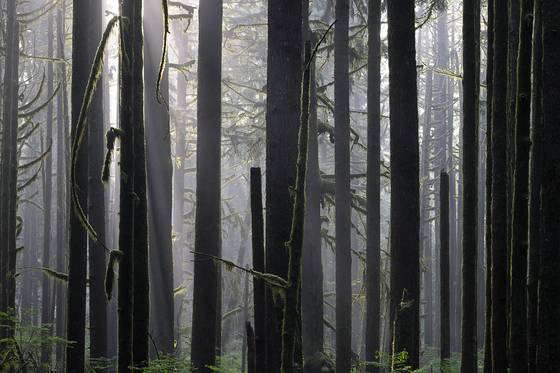 Forest_4