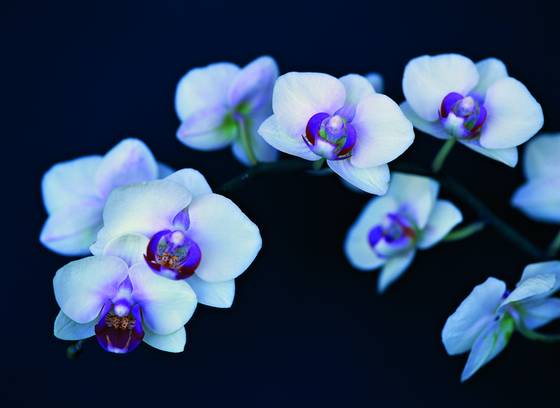 Orchids_on_parade