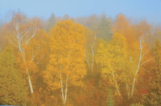 Autumn_fog