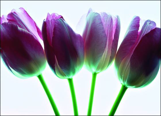 Tulips_on_glass