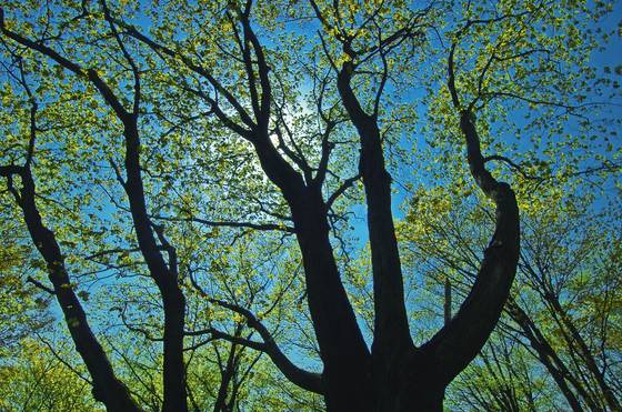 Maples