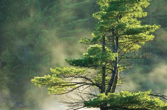 Pine