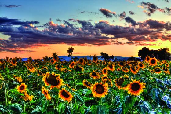 Sunflower_field