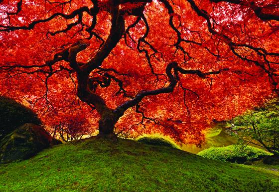 Tree_of_life