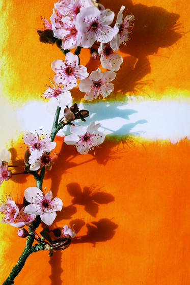 Apple_tree_flower
