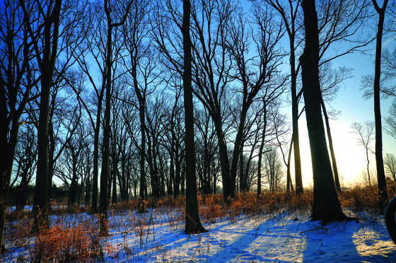 Winter_morn_1
