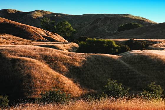 Summer_pasture__1