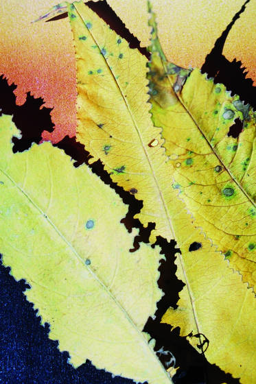 Autumn_leaves_1