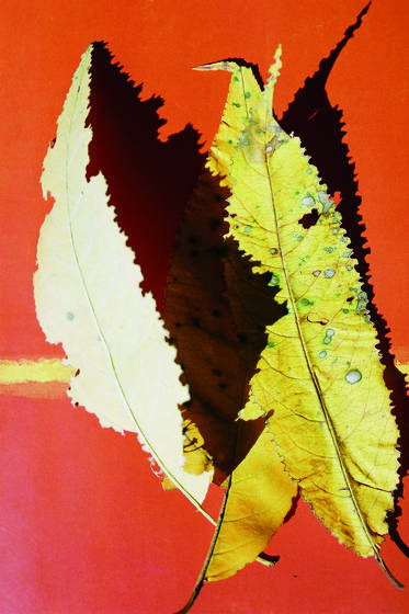Autumn_leaves_2