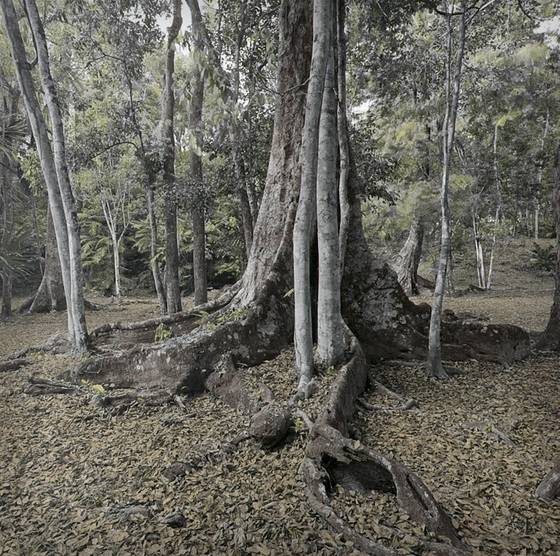 Forest_floor