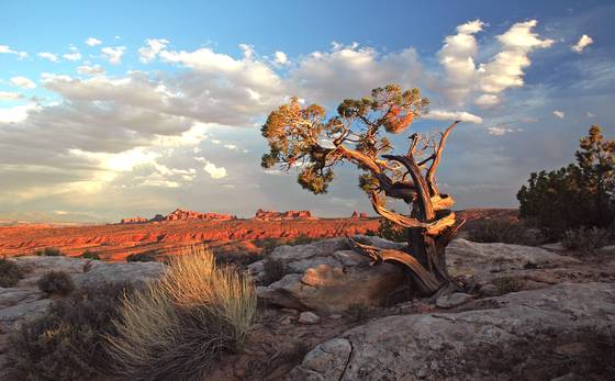 Arches_juniper