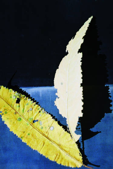 Autumn_leaves_3