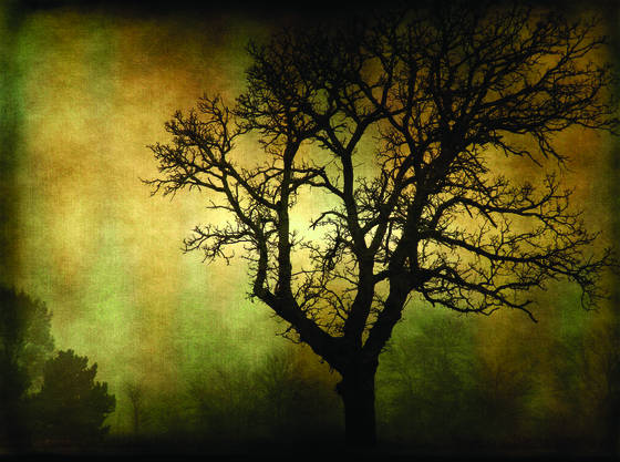 Foggy_morning