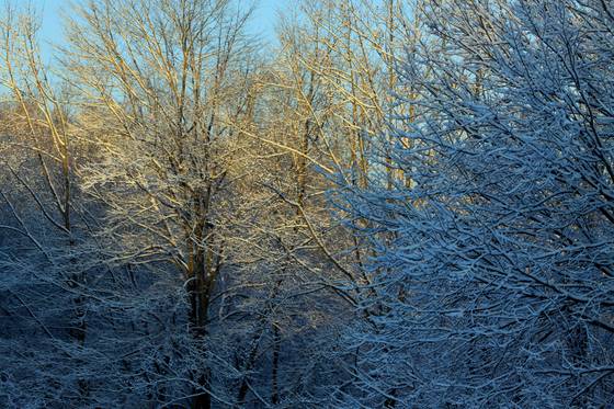 Winter_scene