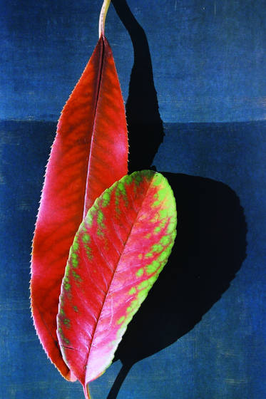 Autumn_leaves_4