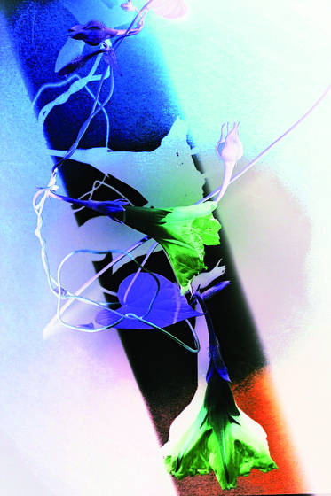 Bell_flower_1