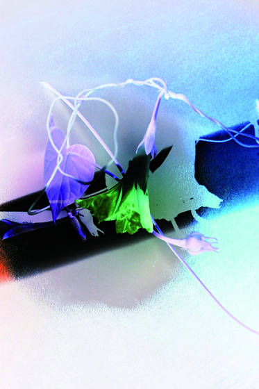 Bell_flower_2