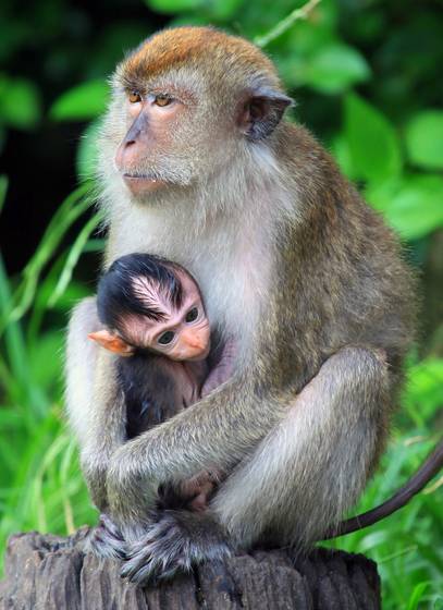 Motherly_love
