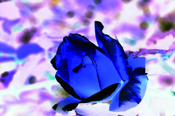 Blue_rose_2