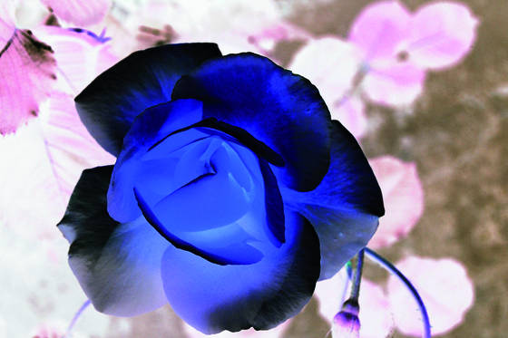 Blue_rose_3