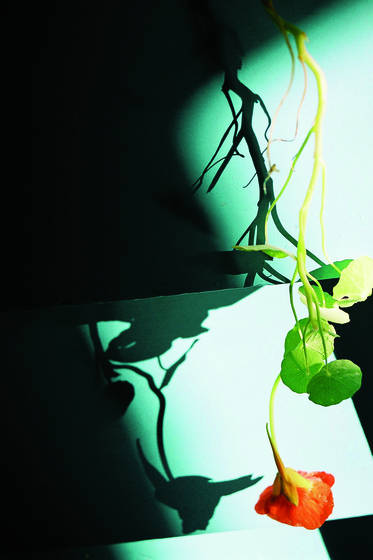 Garden_climber