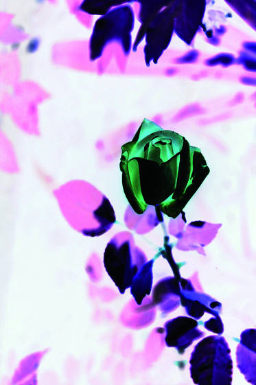 Green_rose_1