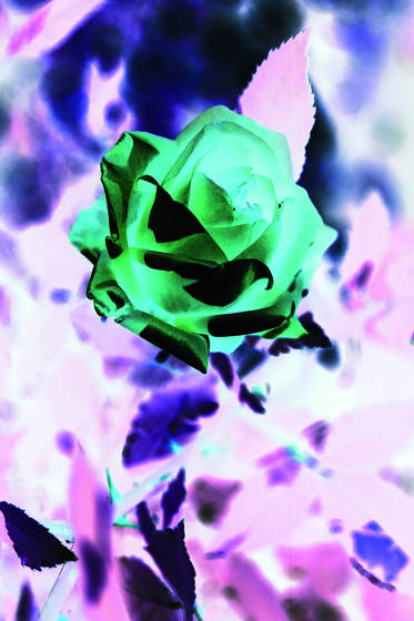 Green_rose_2