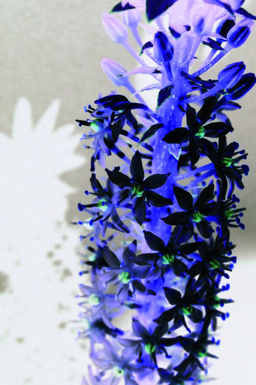Rustie_flower_1