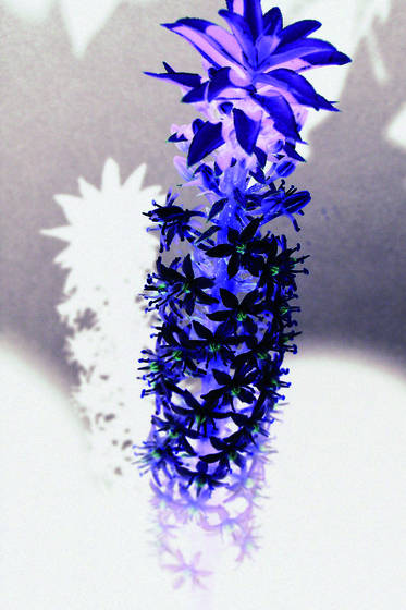 Rustie_flower_3