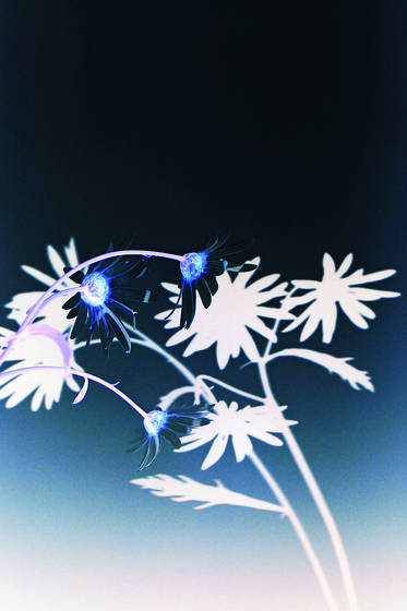 White_daisy_1