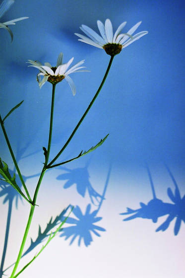 White_daisy_2