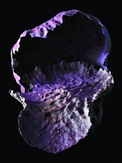 Fungus_2