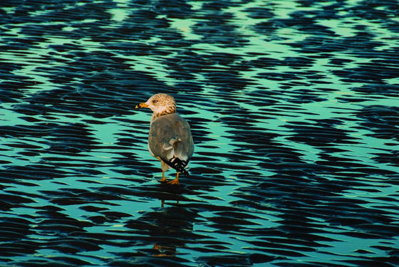 Lone_gull