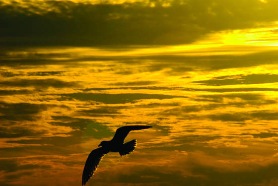 Soar