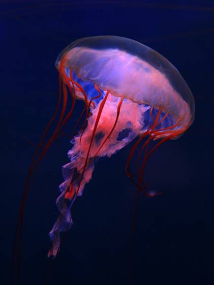 Llusion