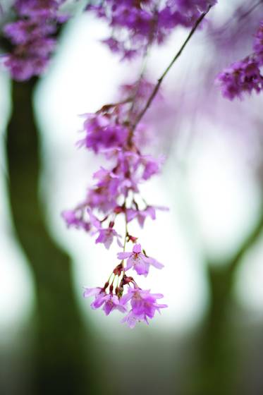 Cherry_blossoms