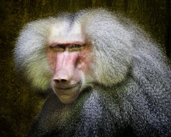 Baboon
