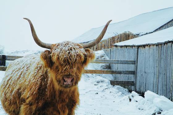 Winter_s_coat