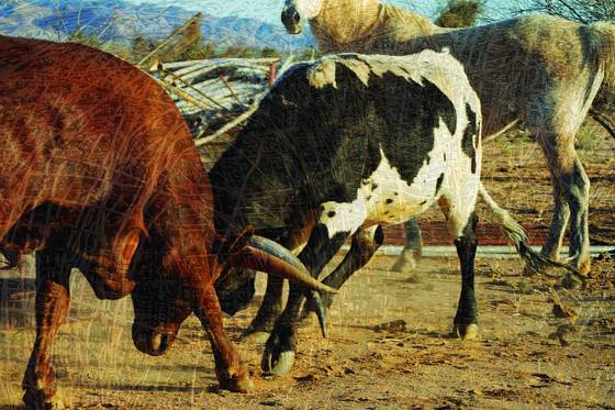 Wired_bulls