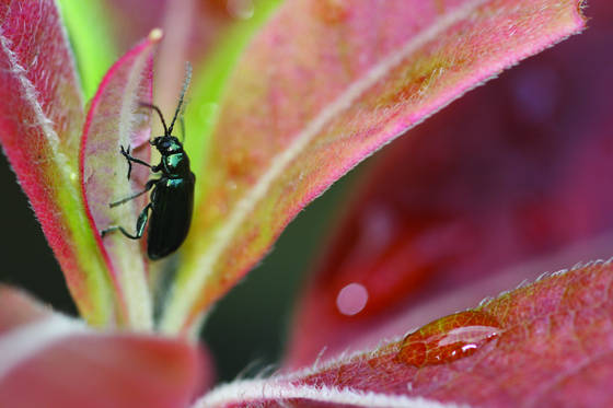 Beetle___waterdrop