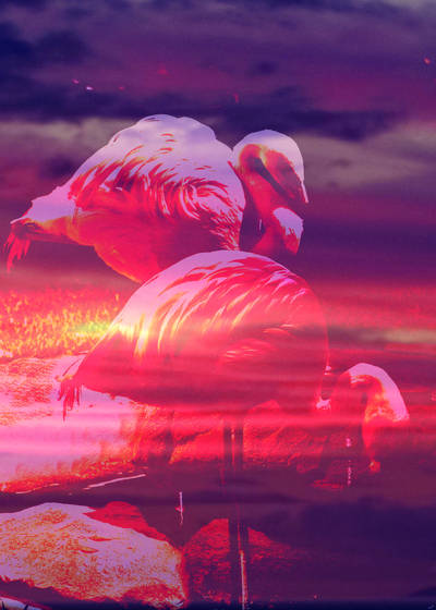 Flamigo_pink_iv
