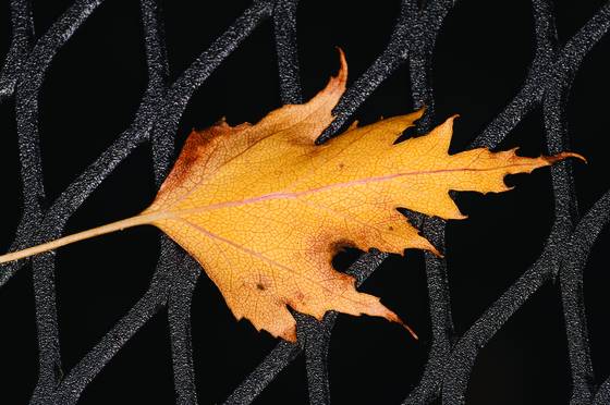 Leaf_on_grate