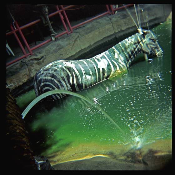 Zebra
