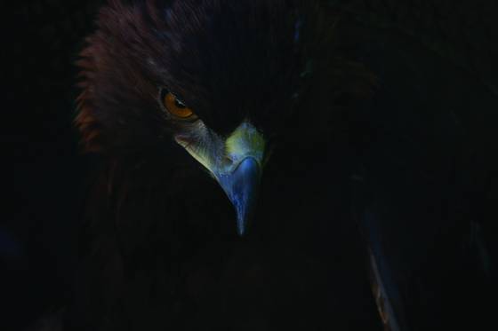 Golden_eagle
