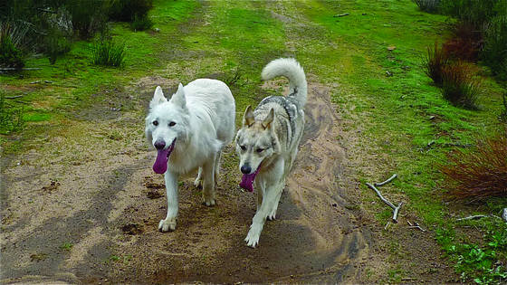True_wolf_2