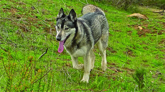 True_wolf_3