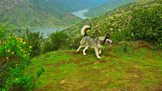 True_wolf_4