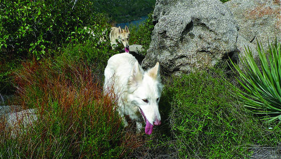 True_wolf_6
